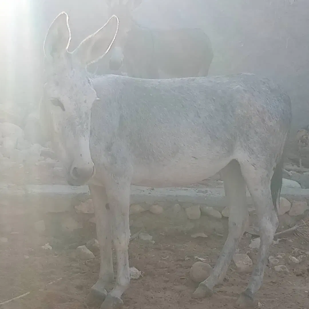 الاغ ماده|حیوانات مزرعه|بستک, |دیوار