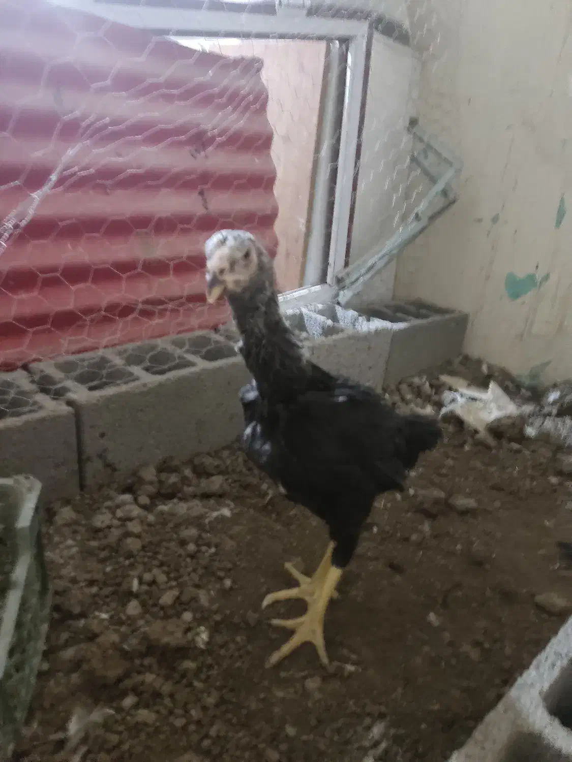 جوجه لاری میکس اوشامو و افغان دونگ بالا|حیوانات مزرعه|گرمی, |دیوار