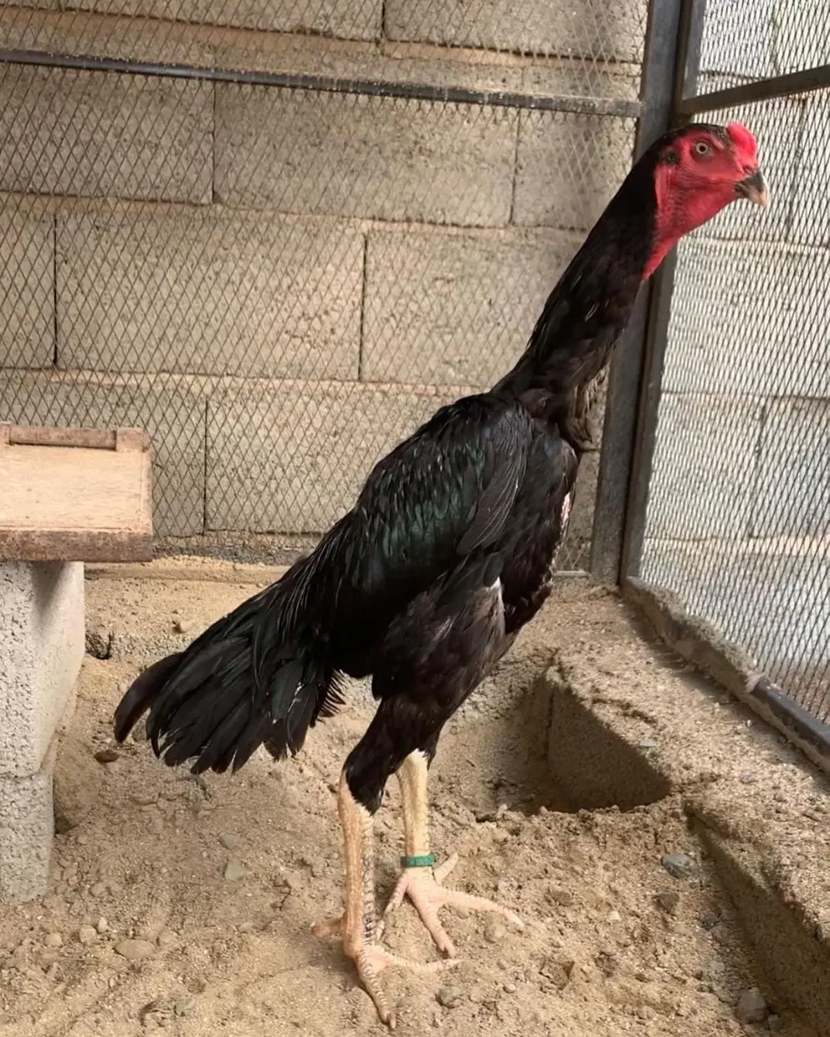 جوجه خروس و مرغ|حیوانات مزرعه|تبریز, |دیوار