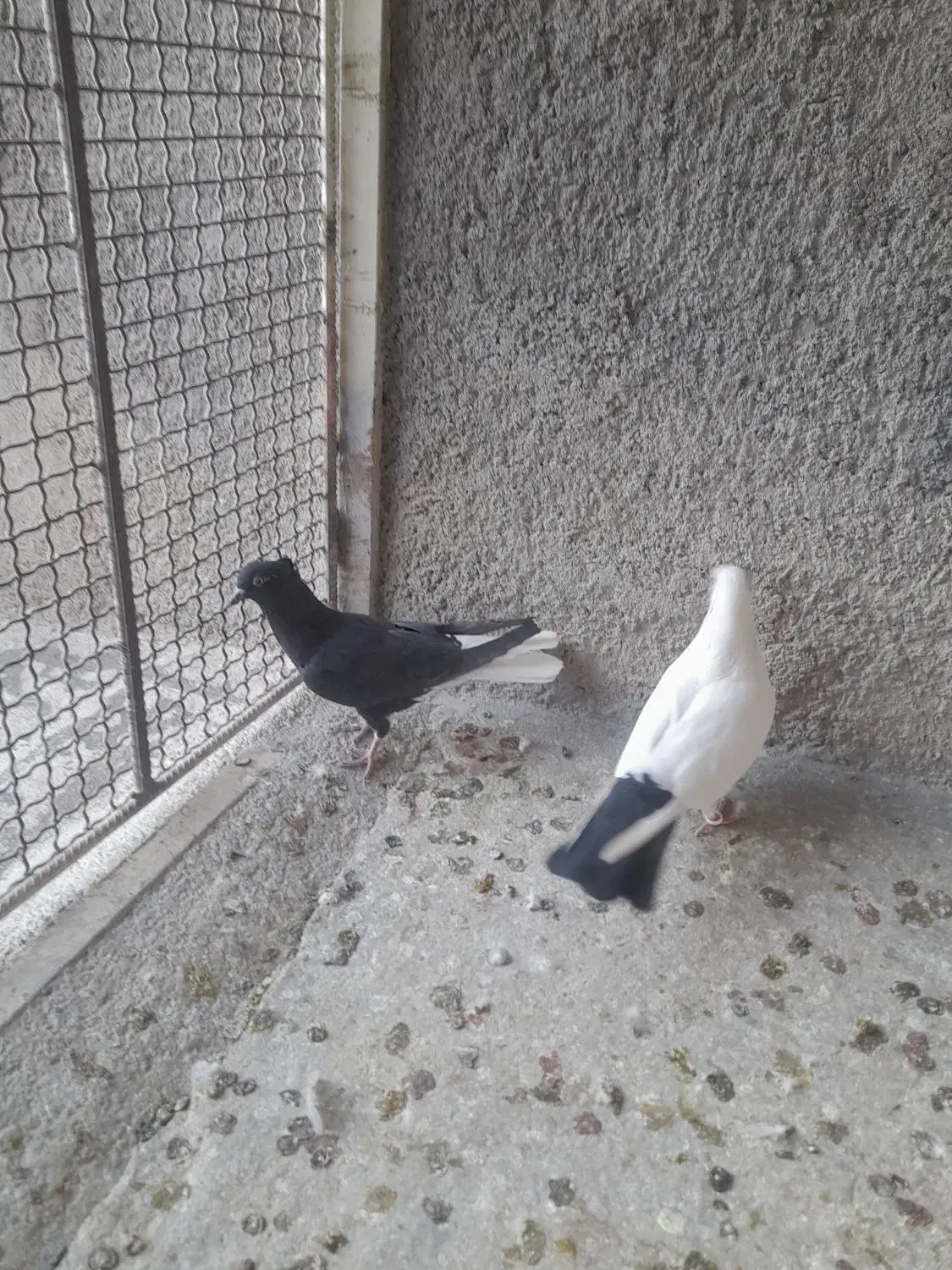 کبوتر|پرنده|ابهر, |دیوار