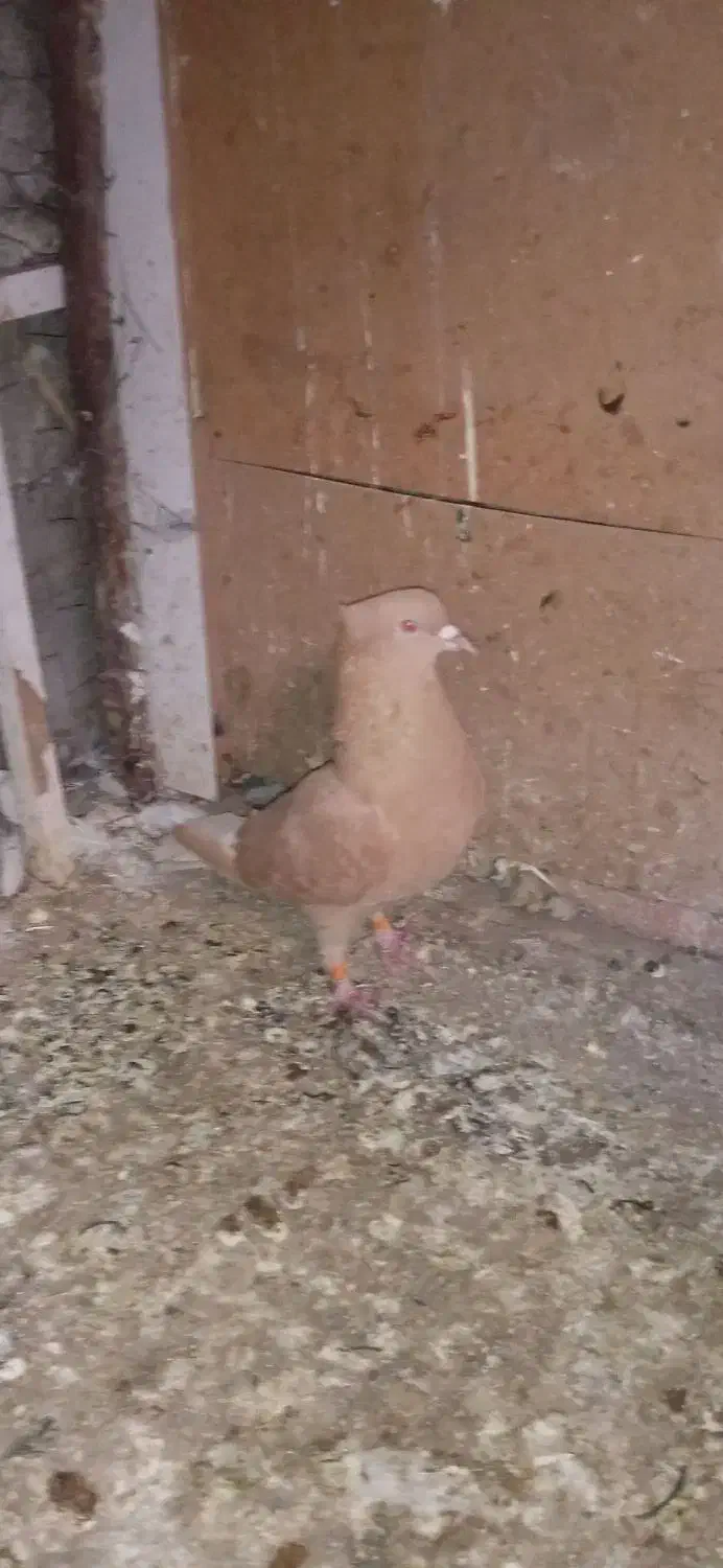 کبوتر|پرنده|بم, |دیوار