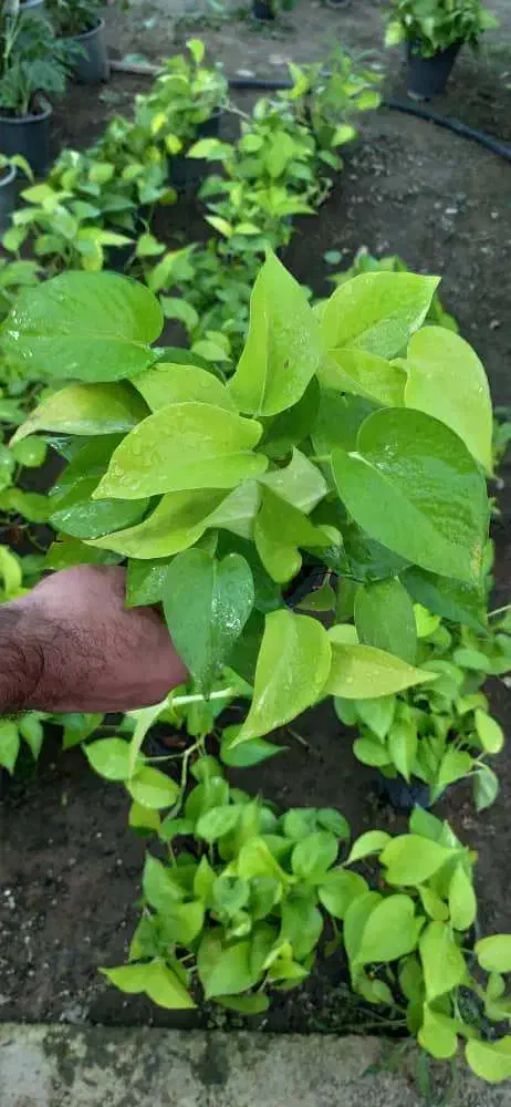 پتوس نئون سطل 3 ریشه پر|گل و گیاه طبیعی|نکا, |دیوار