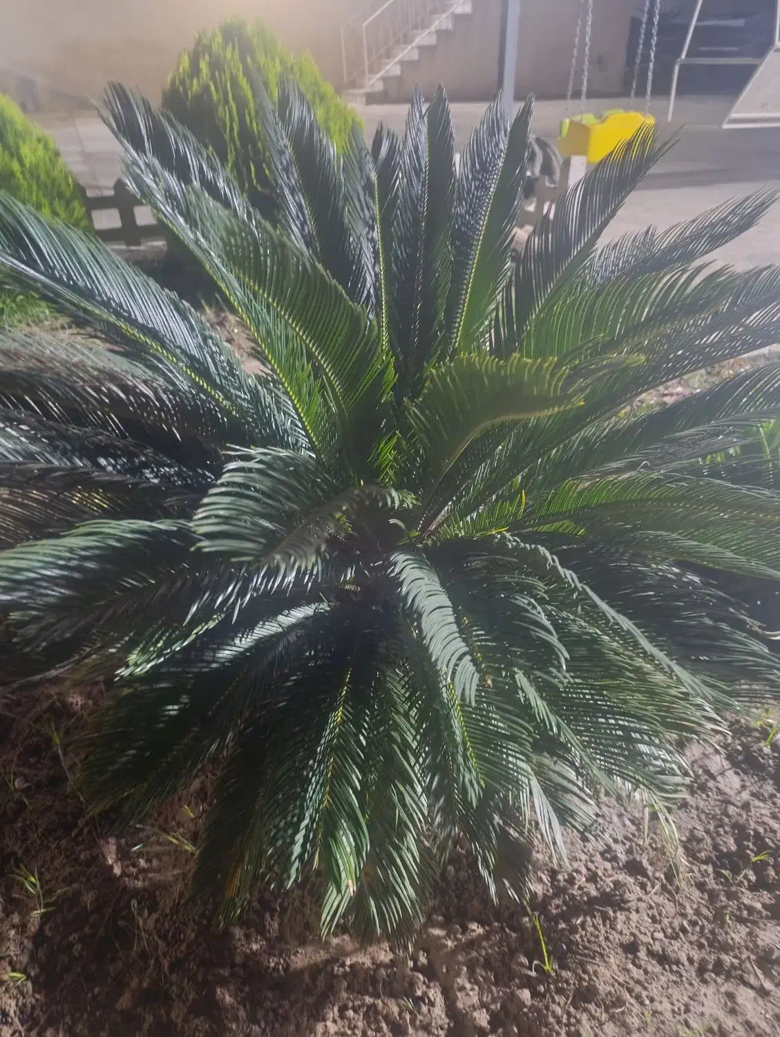 گل سیکاس|گل و گیاه طبیعی|ساری, |دیوار