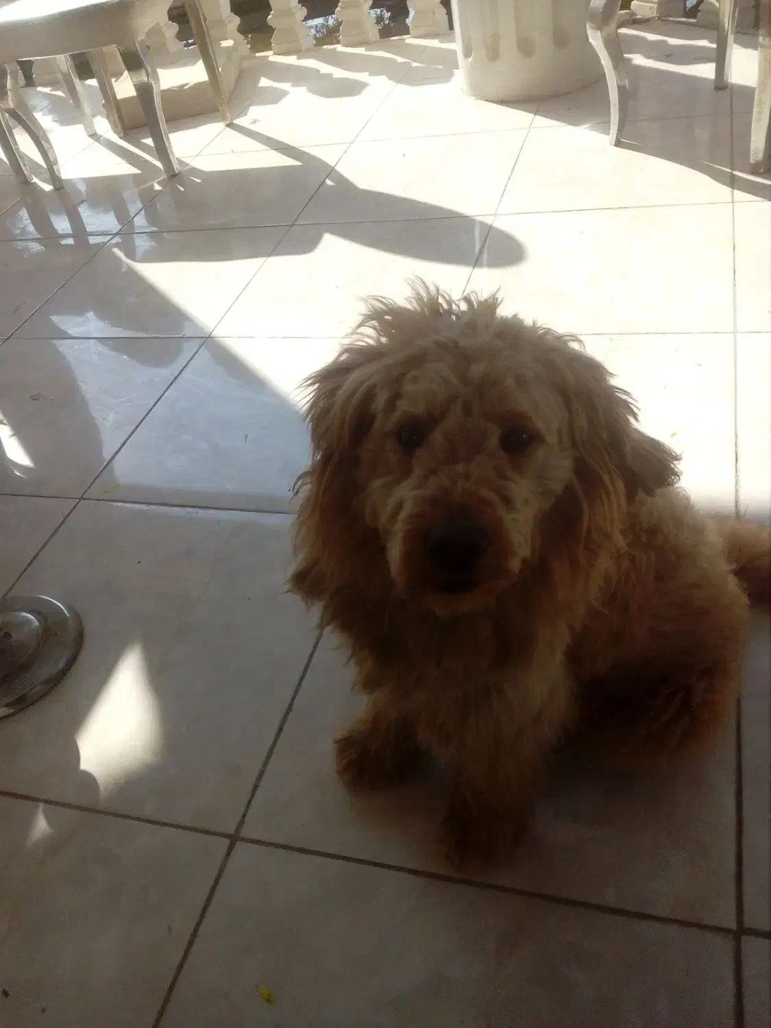 سگ پودل بدون شناس نامه|سگ|فردیس, شهرک گلها|دیوار