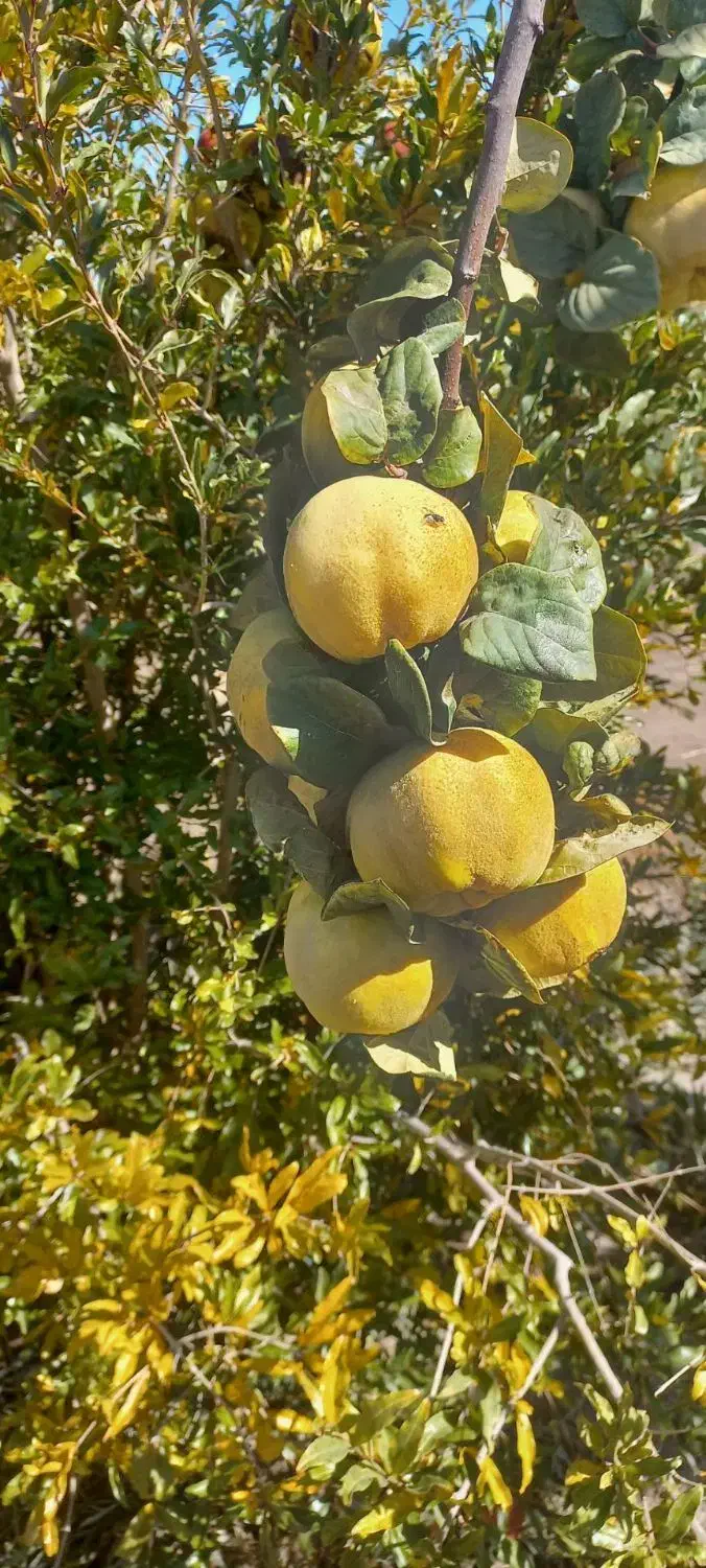 فروش یا معاوضه ملک کشاورزی|فروش زمین و ملک کلنگی|نگار, |دیوار