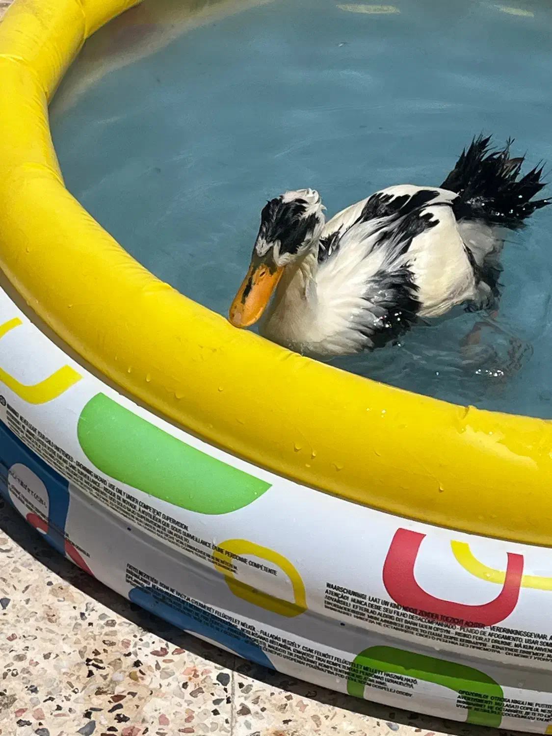 اختیاری|پرنده|مشهد, کوثر|دیوار