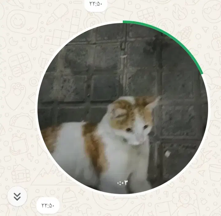 پیداشدن گربه خانگی|حیوانات|کرج, شاهین‌ویلا|دیوار