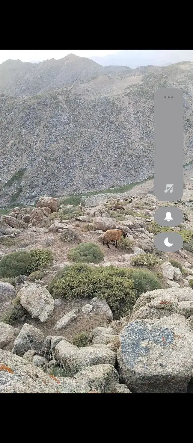 گمشد چنتا گوسفند ۲هفته پیش|حیوانات|نهاوند, |دیوار