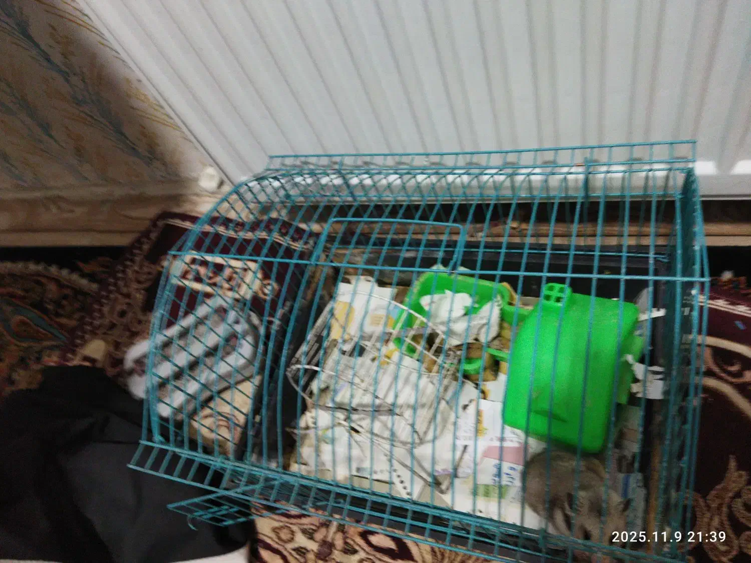 همستر|موش و خرگوش|کرمان, |دیوار