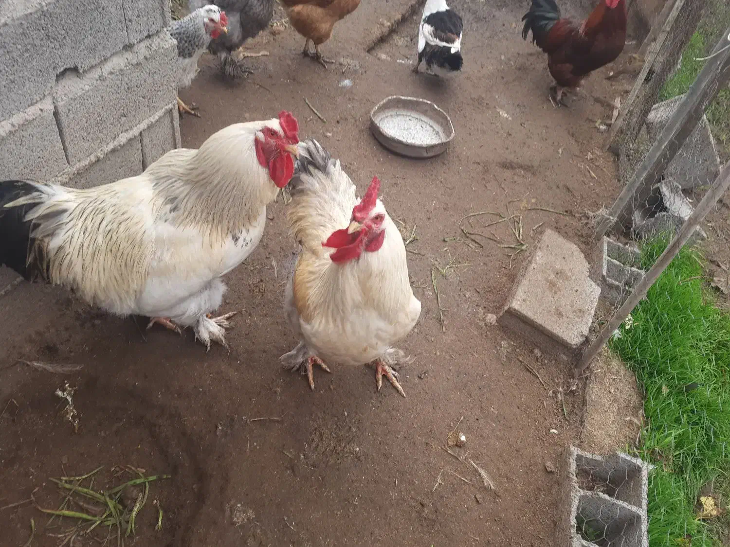 فروش یا معاوضه خروس امپراتور|حیوانات مزرعه|جویبار, |دیوار