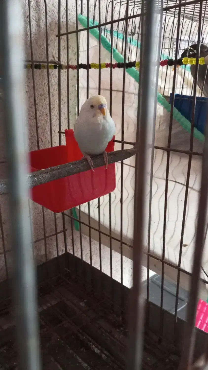 مرغ عشق رینبو|پرنده|میناب, |دیوار