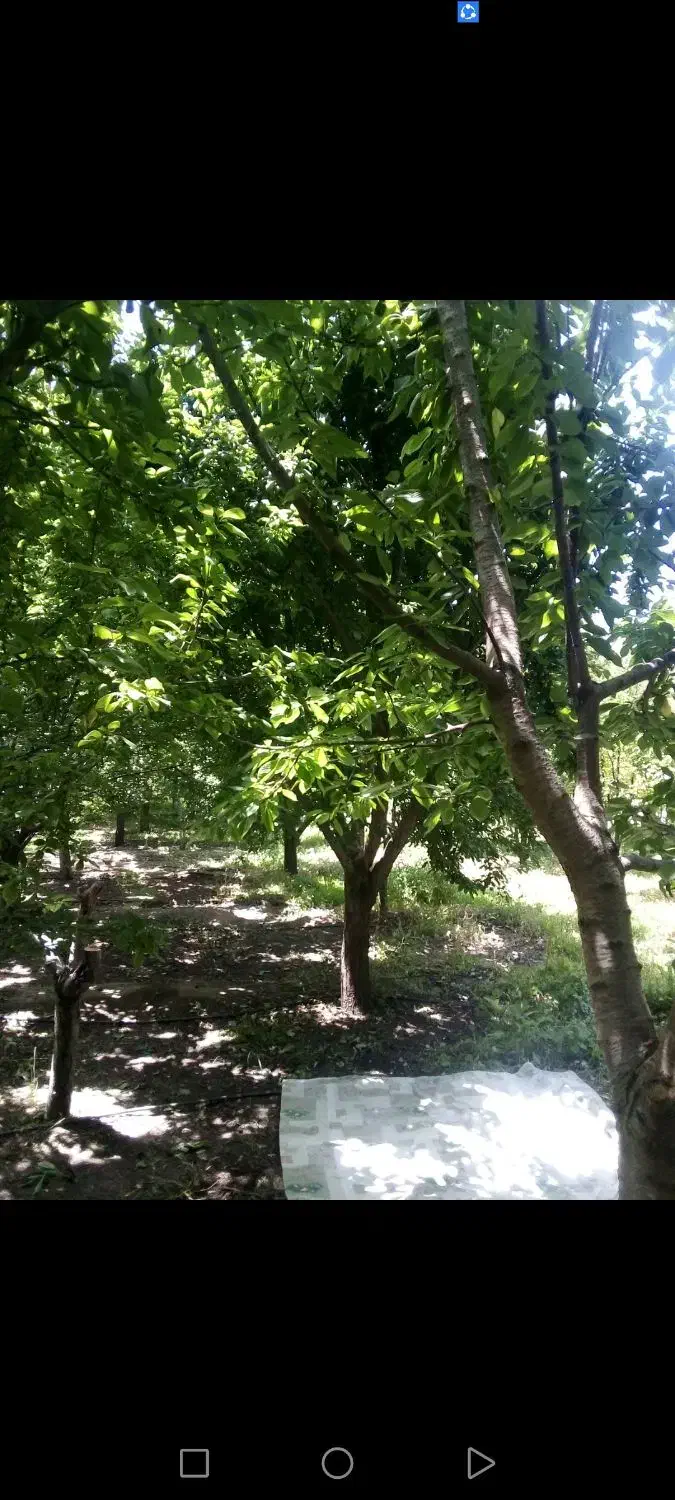 فروش باغ شبستر...ک|فروش دفتر صنعتی، کشاورزی، تجاری|تبریز, |دیوار