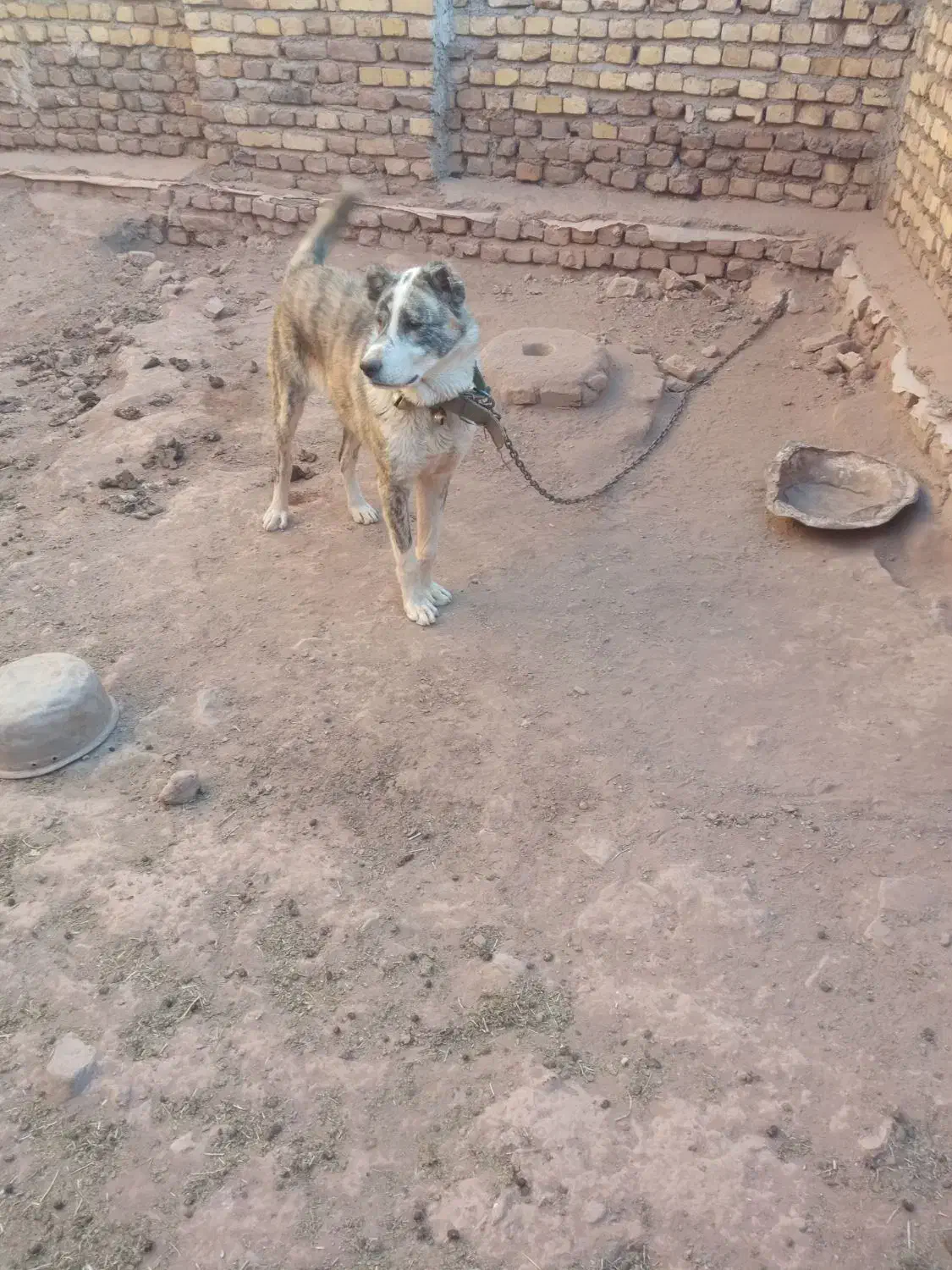 توله سگ|سگ|تربتحیدریه, بالا ولایت|دیوار