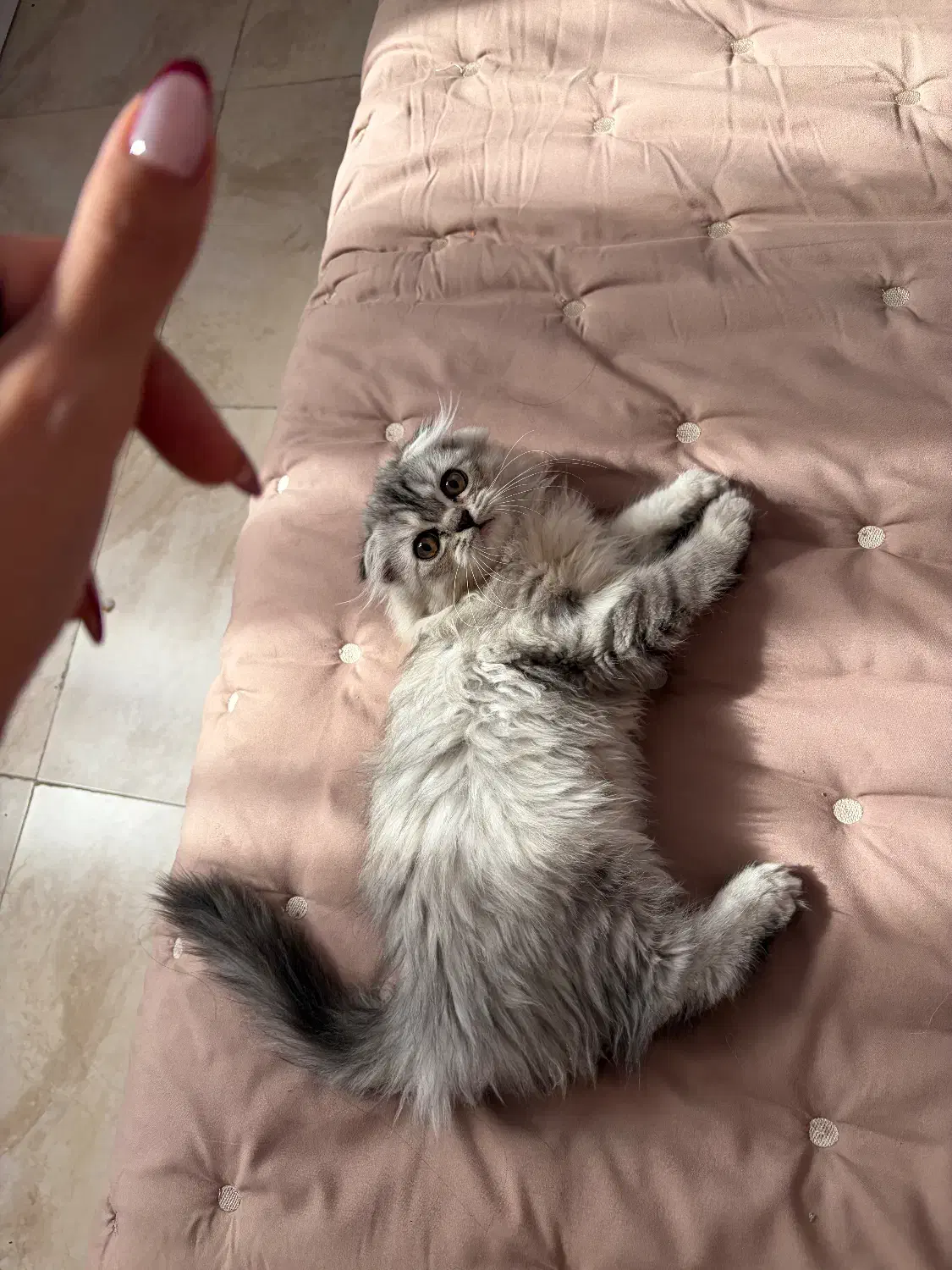 اسکاتیش لانگ هیر|گربه|تهران, فردوس|دیوار