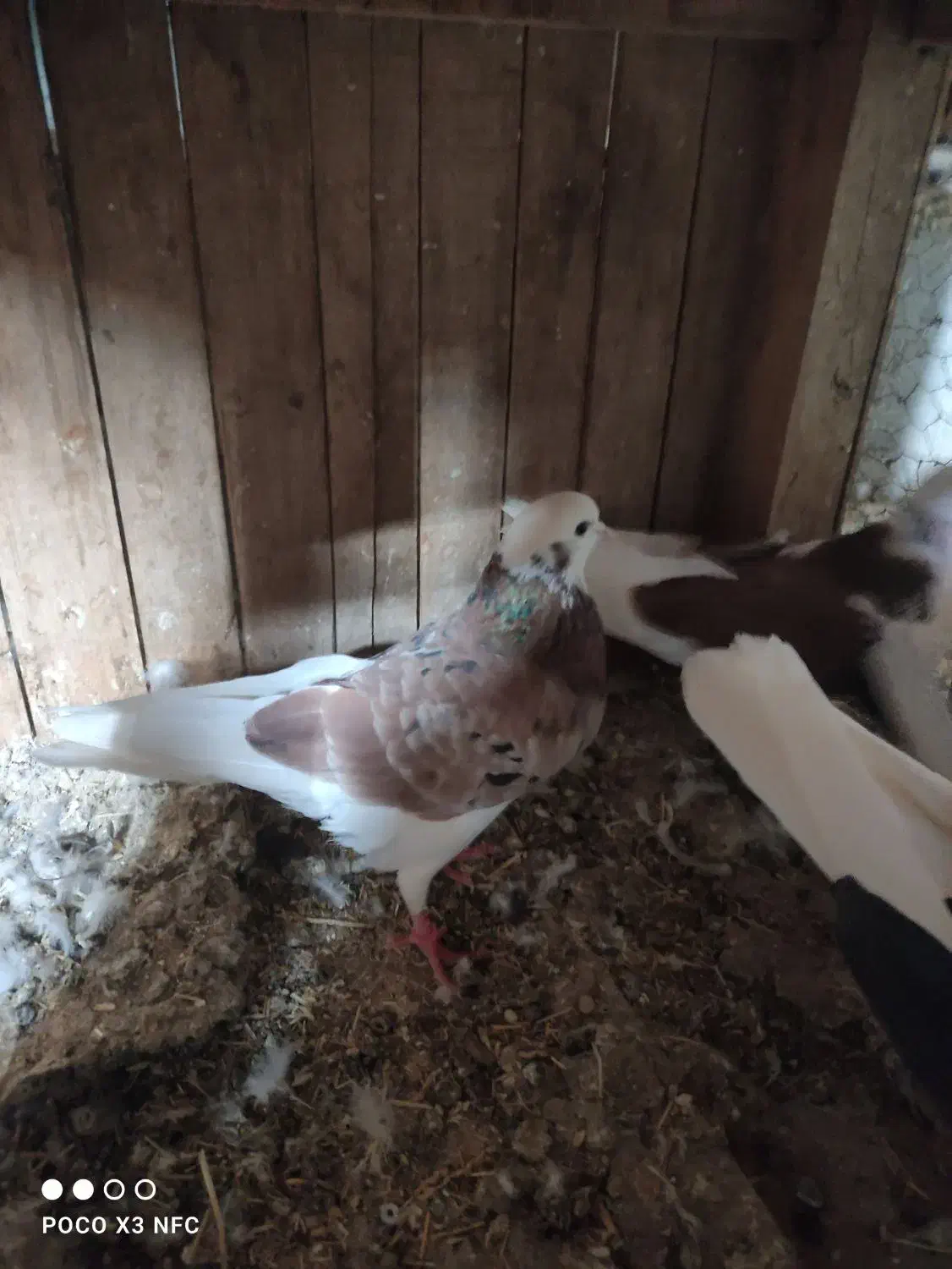 6تا کبوتر آس|پرنده|شاهرود, |دیوار