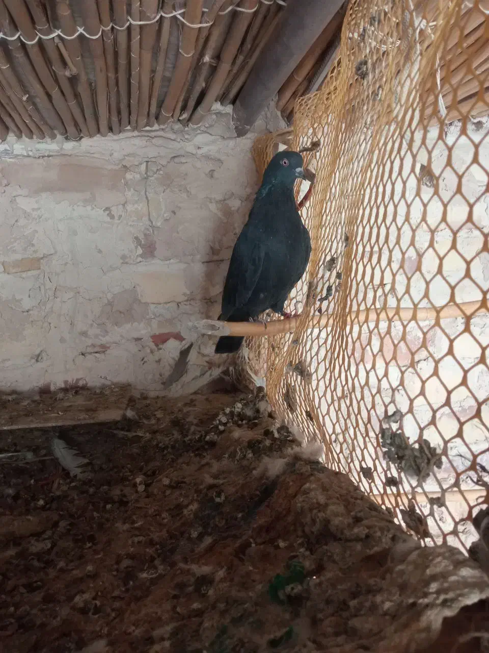 مجسمه ک ب و ت ر گ ر ف ت ن ی|مجسمه، تندیس، ماکت|کرباسک, |دیوار