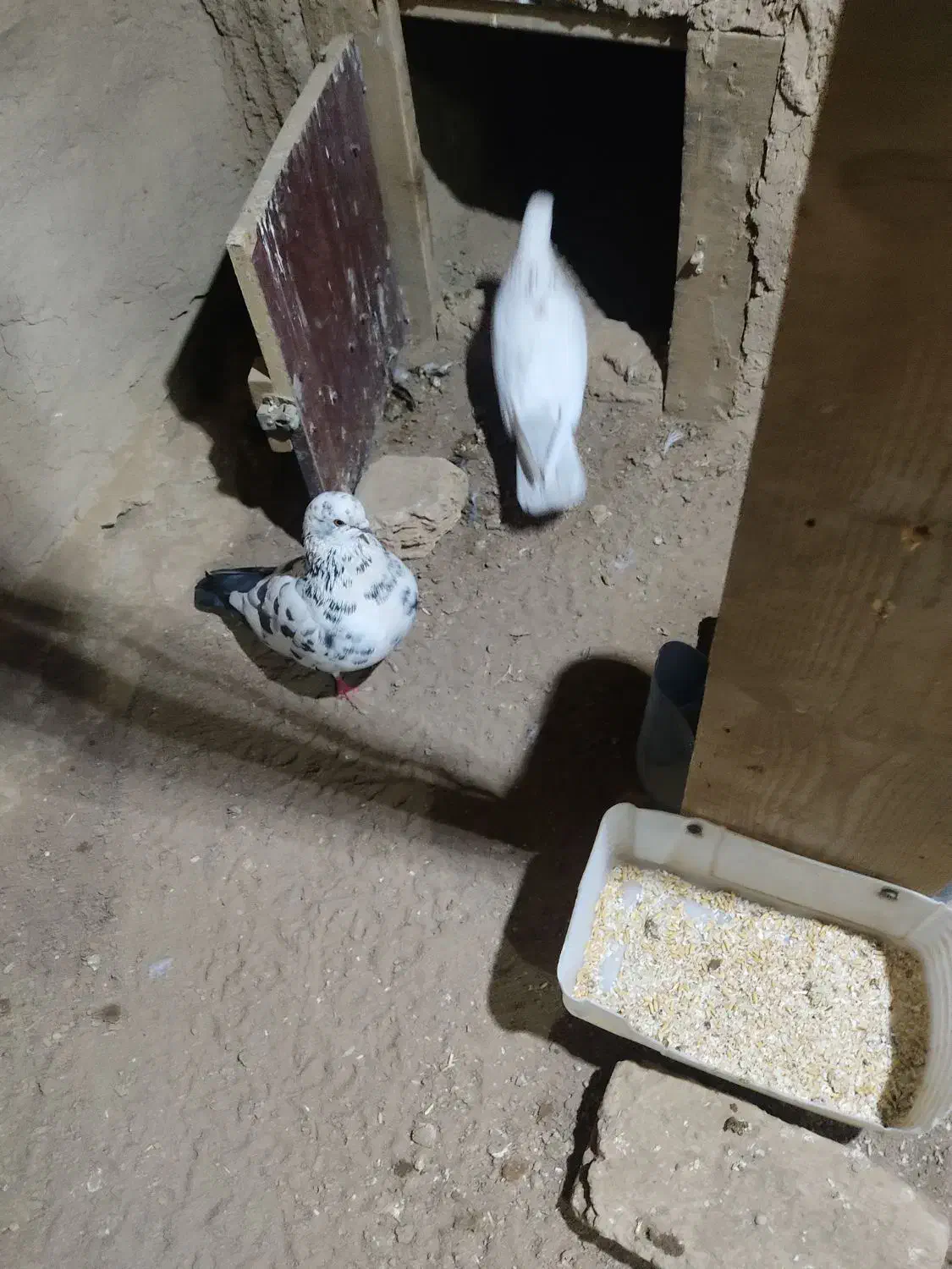 کبوتر|پرنده|هشتگرد, هشتگرد قدیم|دیوار