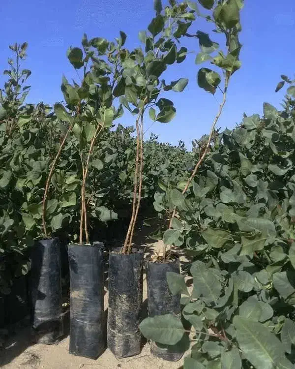 تـضمیــن عملکرد با نـهــال پیـوندی مقـاوم|خدمات باغبانی و درختکاری|سبزوار, قدس|دیوار