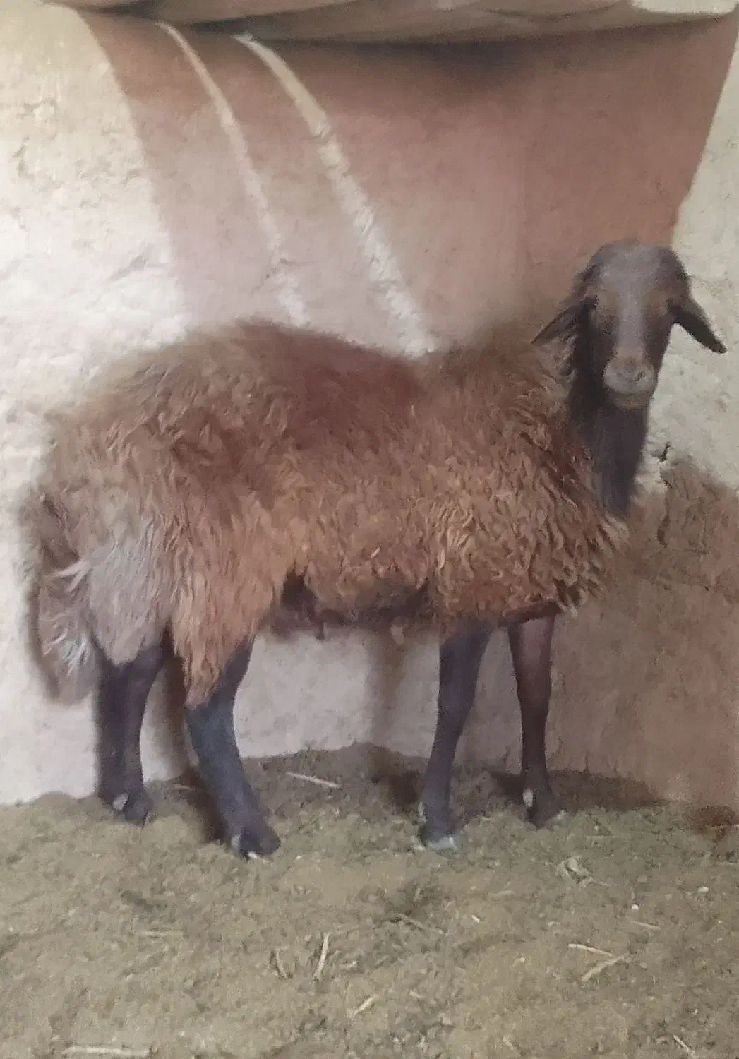 قوچ افشاری و بره|حیوانات مزرعه|ابرکوه, |دیوار