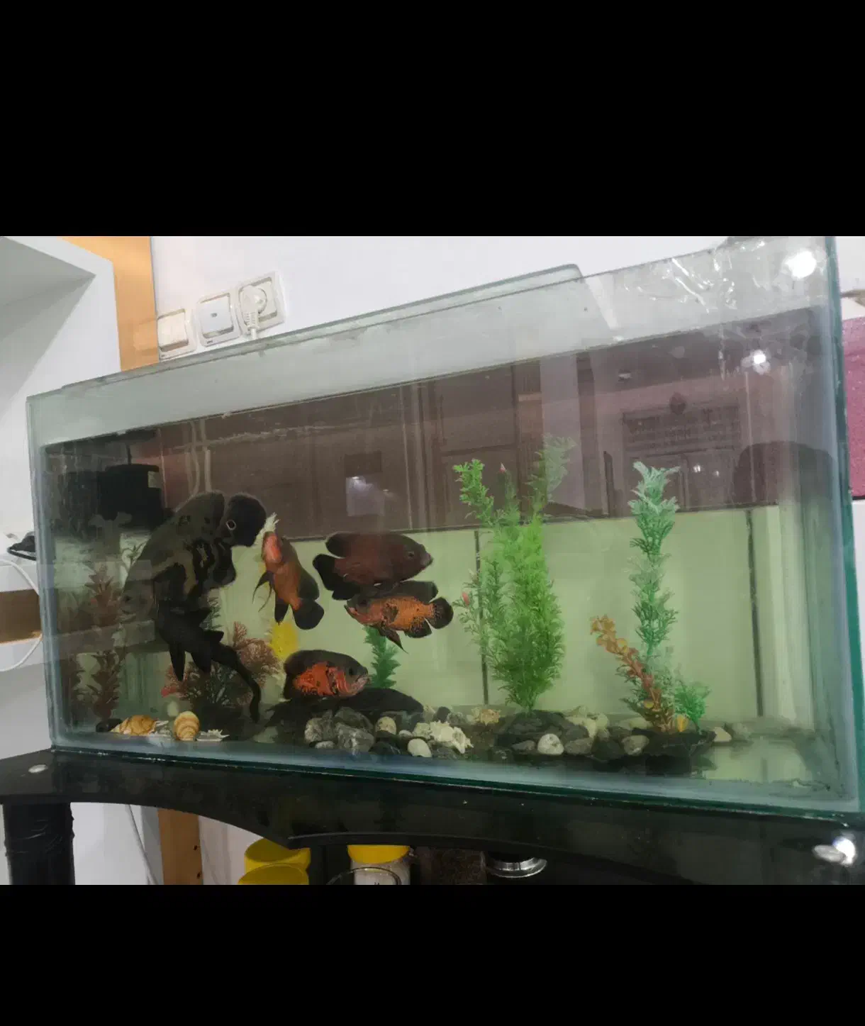 آکواریوم با کل وسایل|ماهی|اسدآباد, |دیوار