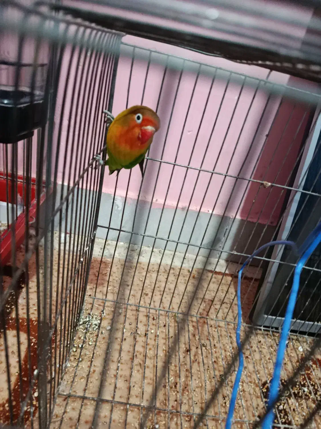 جفت طوطی برزیلی مولد ۲ملیون|پرنده|جیرفت, |دیوار