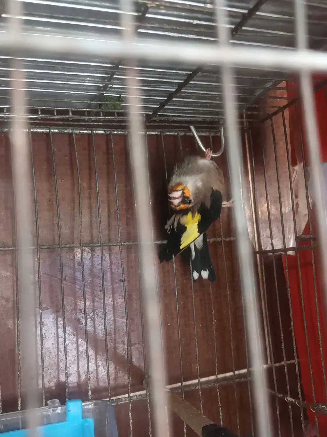 سهره|پرنده|ایذه, |دیوار