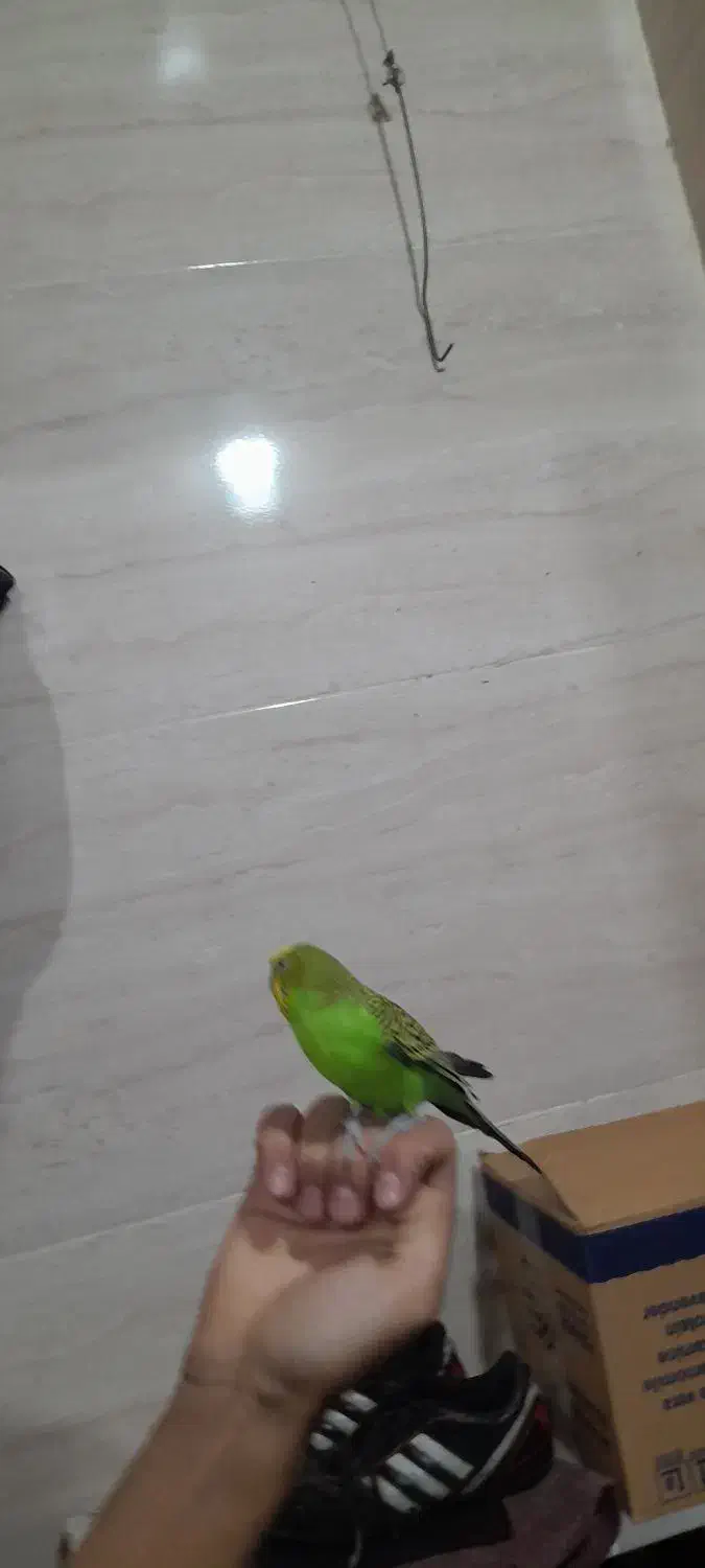 مرغ عشق رام|پرنده|سنندج, |دیوار