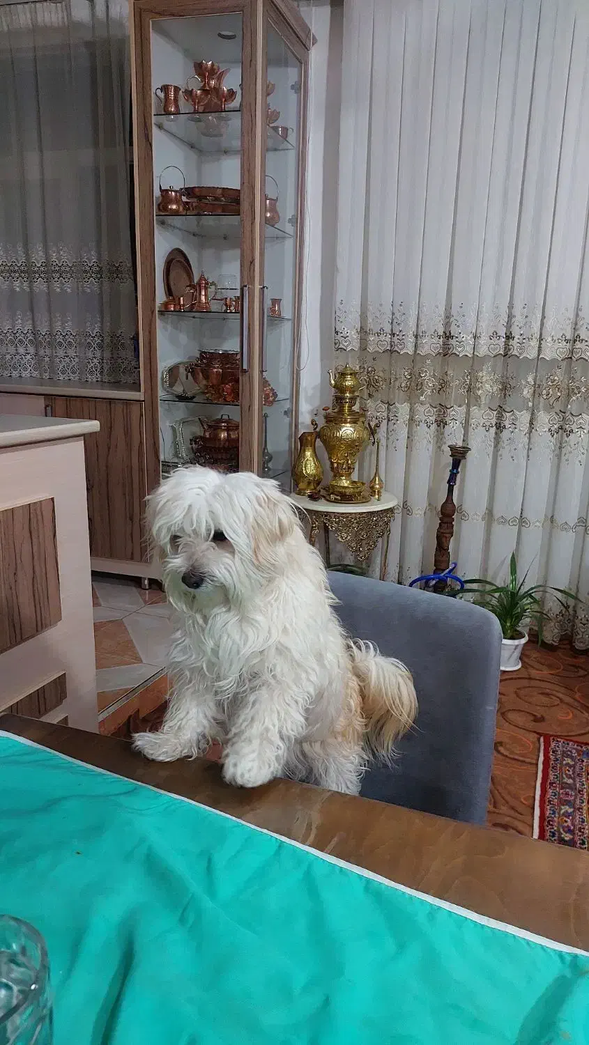 فروش|سگ|آذرشهر, |دیوار