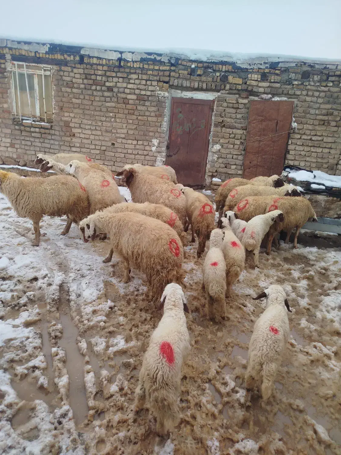 گوسفند میش بره|حیوانات مزرعه|کوزران, |دیوار