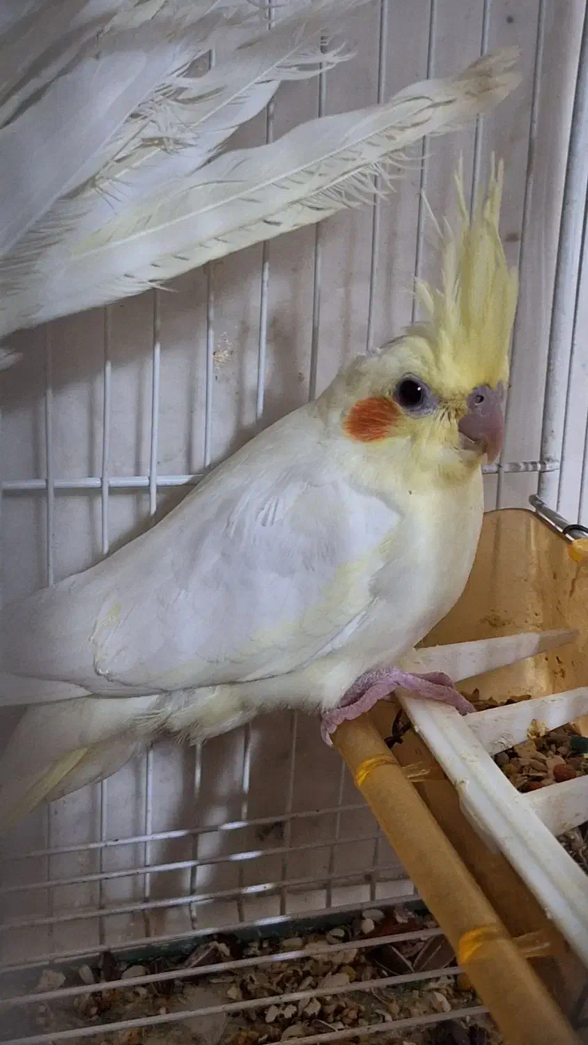 گرینچیک و عروس هلندی|پرنده|مشهد, نوده|دیوار