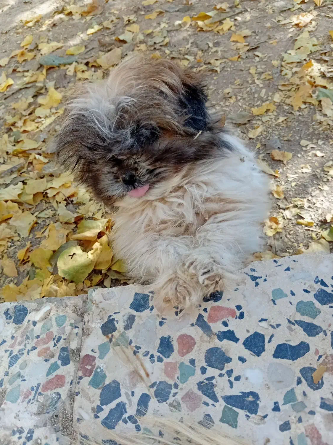 واگذاری پاپی نر|سگ|داران, |دیوار