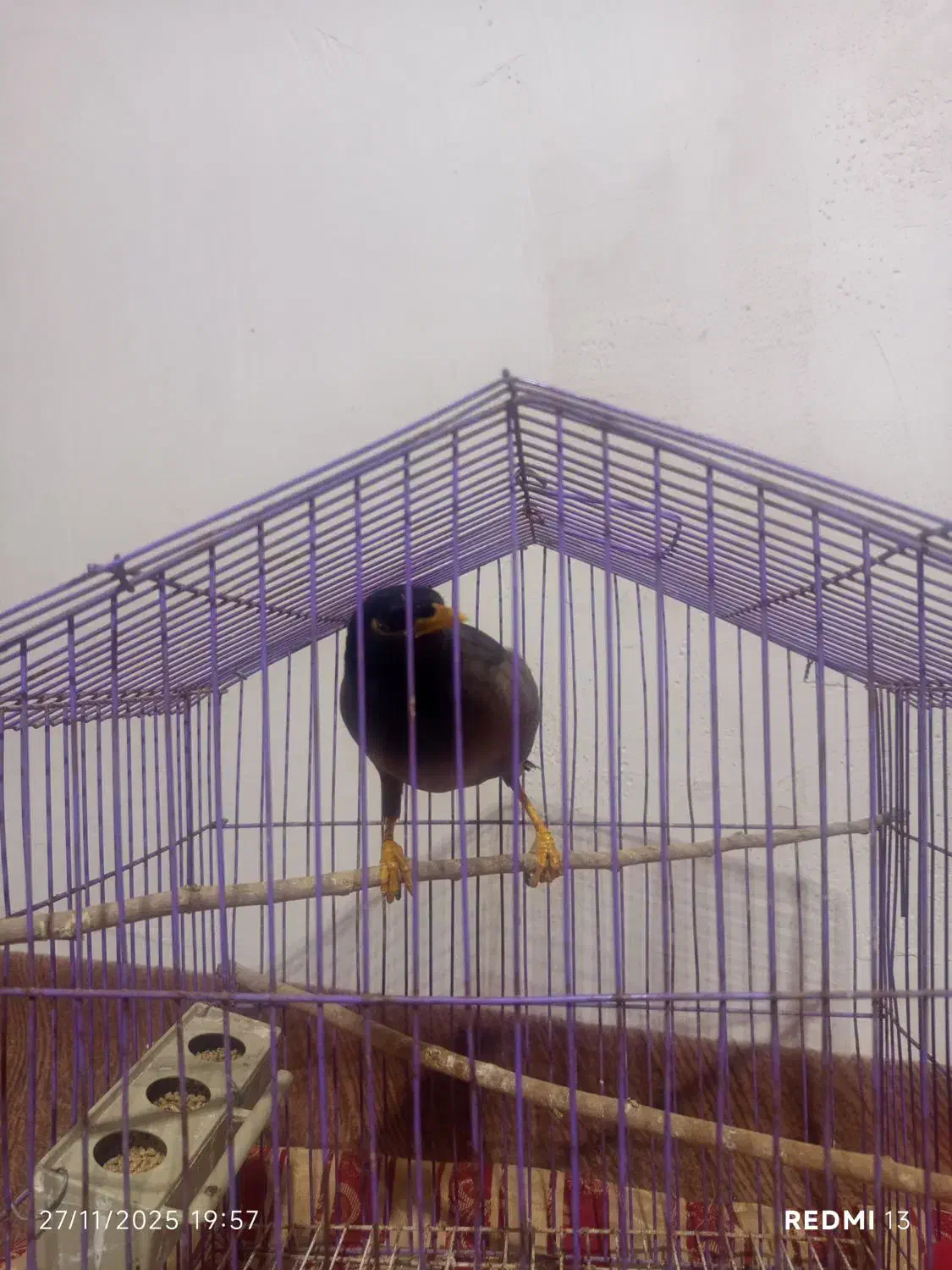 مینا سخنگو|پرنده|خان ببین, |دیوار