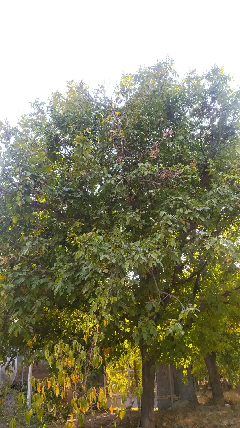 ویلا و باغ در چهار خروار|فروش خانه و ویلا|بجنورد, |دیوار