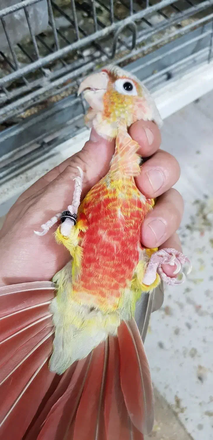 گرینچیک نر|پرنده|تربتحیدریه, منصوریه|دیوار