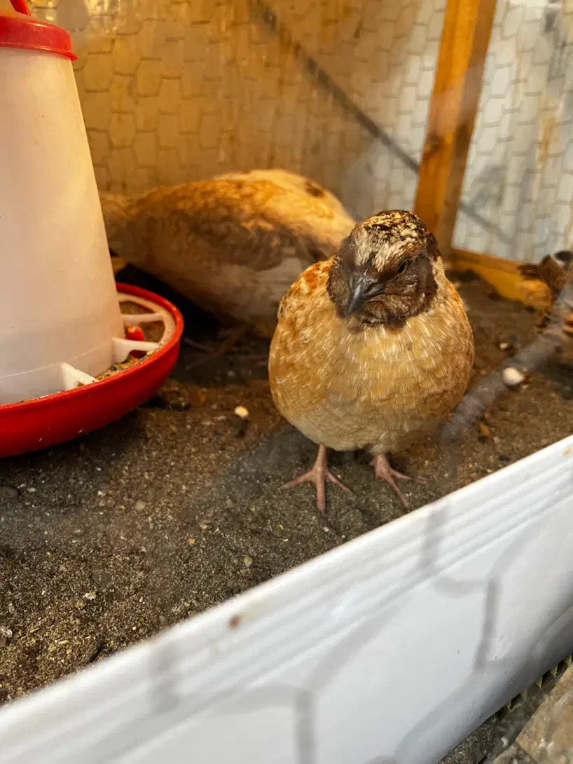 بلدرچین فروشی تازه به تخم افتادن|حیوانات مزرعه|لیسار, |دیوار