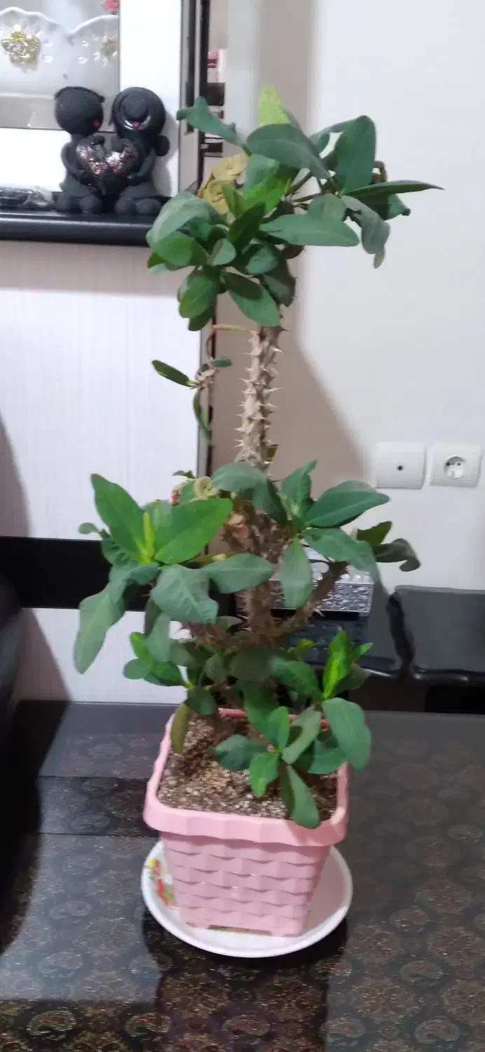 مرجان هلندی|گل و گیاه طبیعی|محمدیه-قزوین, |دیوار