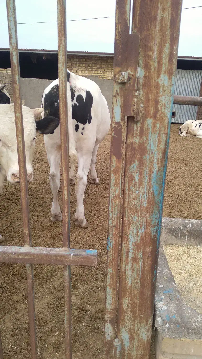 گوسال چاق|حیوانات مزرعه|شال, |دیوار