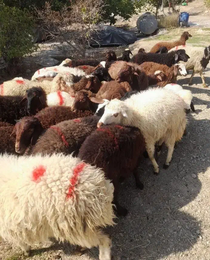 عرضه گوسفند بهداشتی با مکان مجهز خرید حضوری وارسال|حیوانات مزرعه|کرج, دهقان ویلا|دیوار