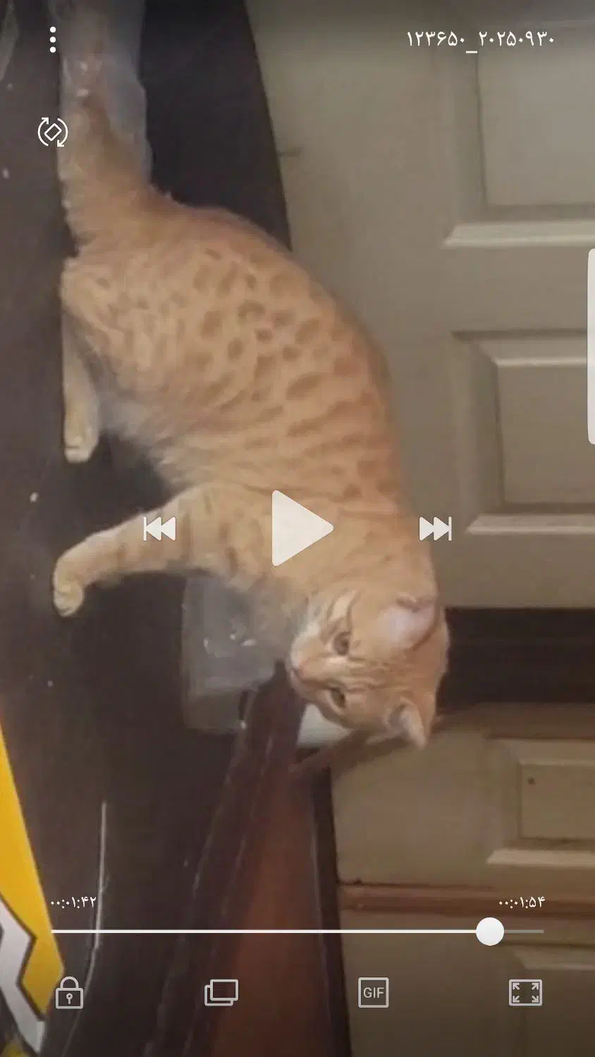 گربه ی توپولی زرد تو اطراف خ صدوقی و اینا کم|حیوانات|ارومیه, |دیوار