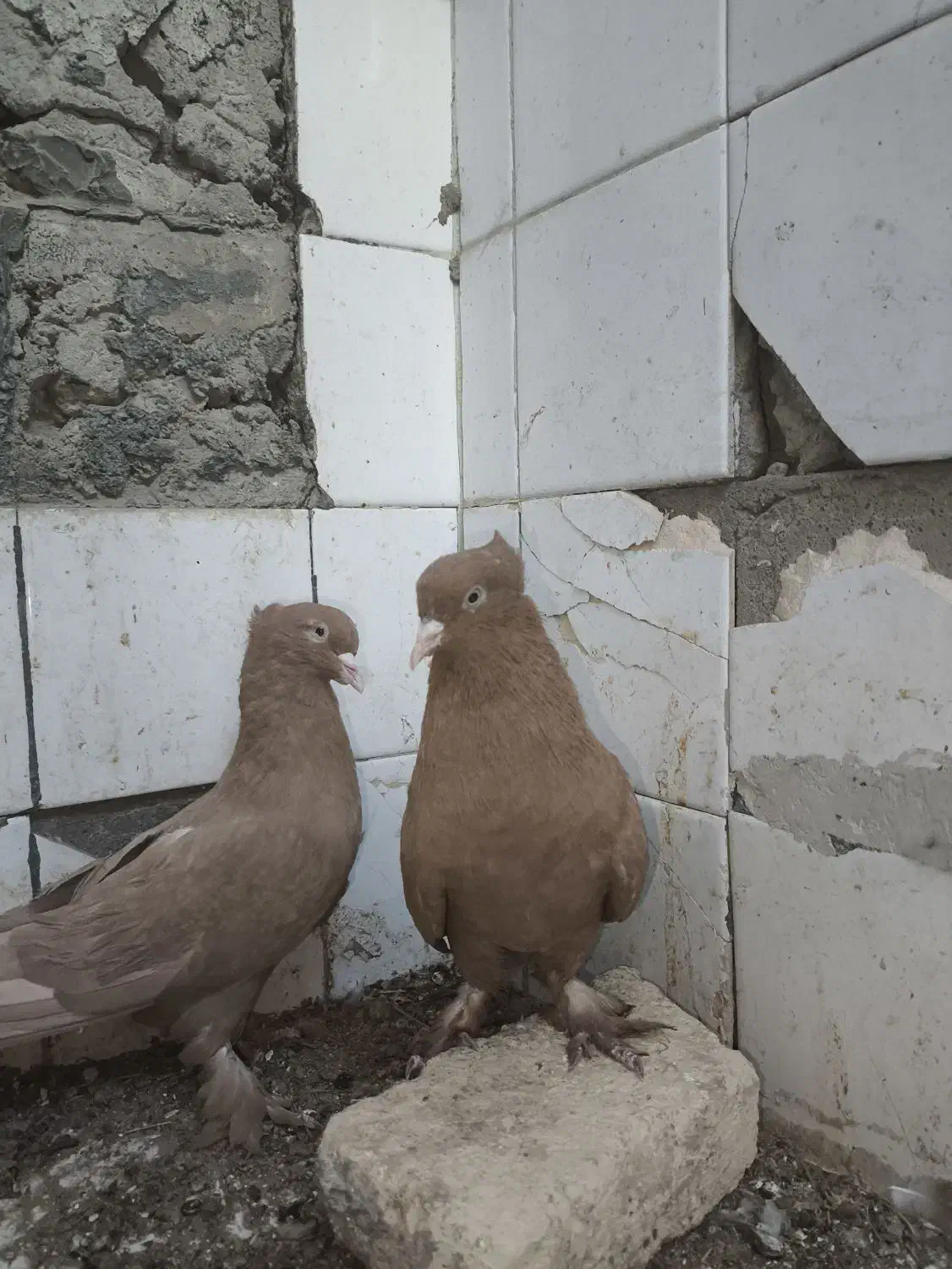 چند جفت نر و ماده|پرنده|بهبهان, |دیوار