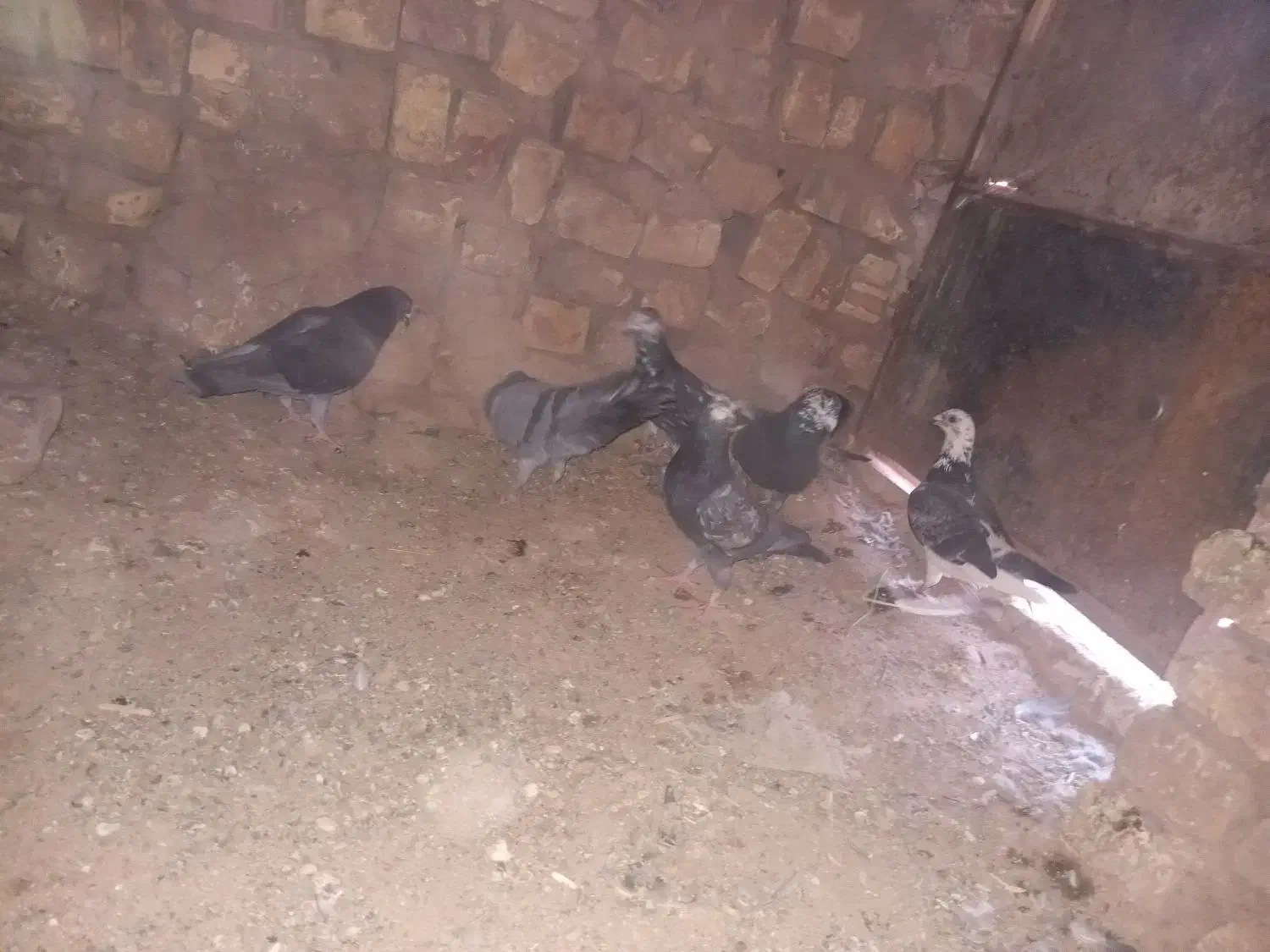 کفتر المانی|پرنده|سده (خراسان جنوبی), |دیوار