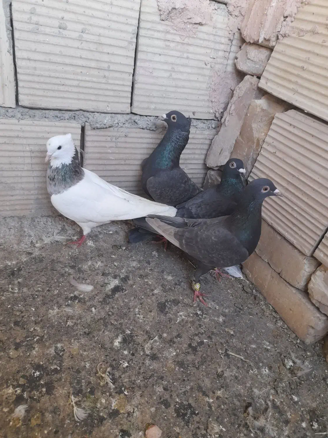 پرشی|پرنده|اسفراین, |دیوار