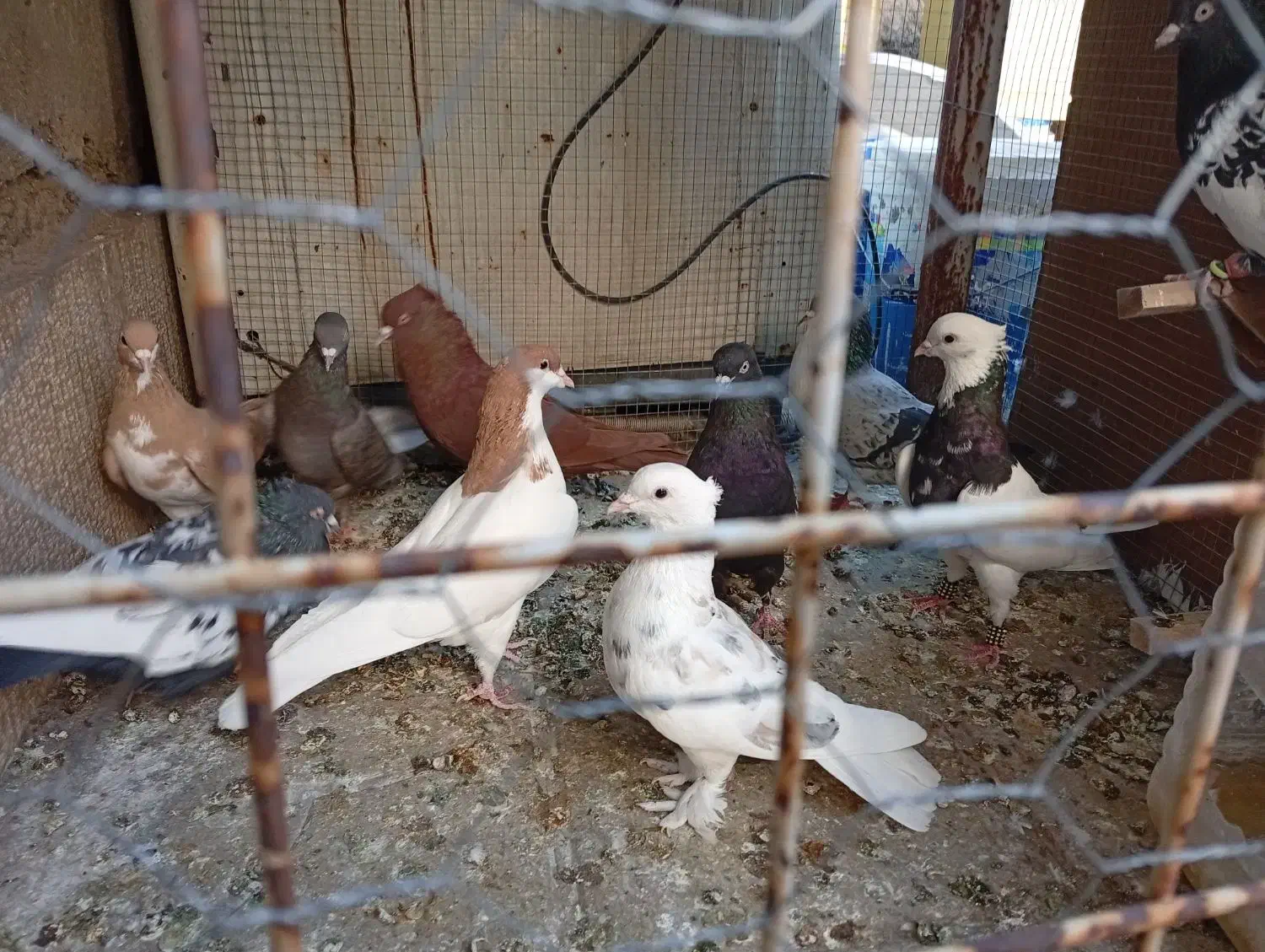 کفتر بهبهانی شهری|پرنده|شیراز, شهرک مهرگان|دیوار