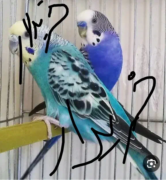 مرغ عشق|پرنده|مرودشت, بیست متری بیمارستان|دیوار