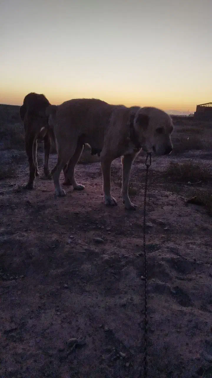 سگ ماده|سگ|نیشابور, مازول|دیوار