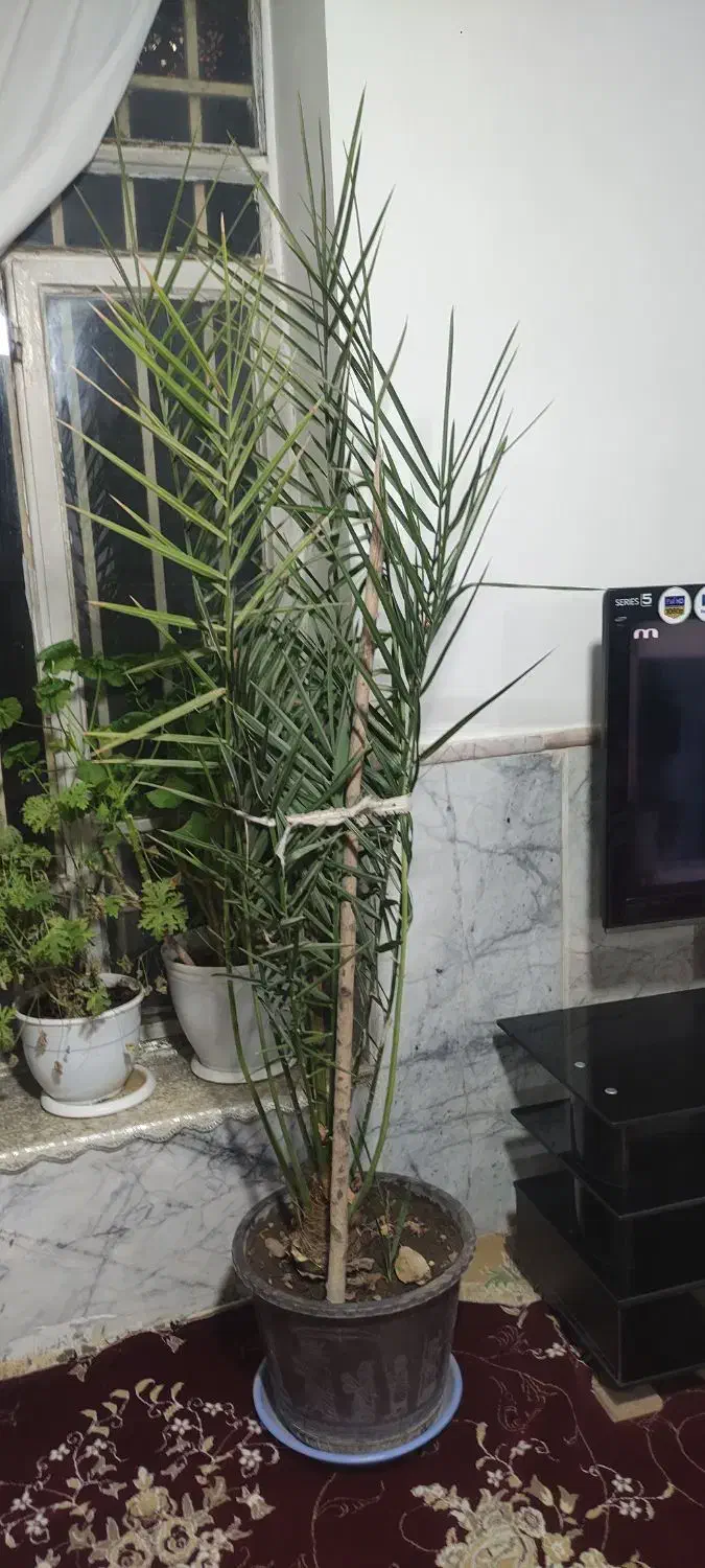 درختچه خرما|گل و گیاه طبیعی|چناران, |دیوار