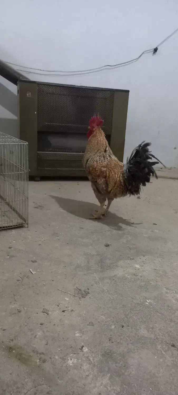 خروس بالغ|حیوانات مزرعه|مشکیندشت, |دیوار