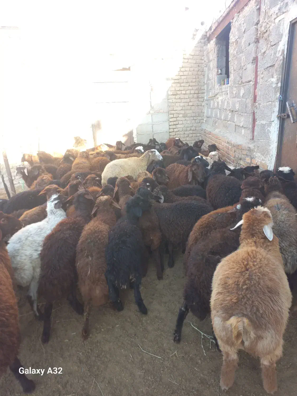 بره نر و ماده|حیوانات مزرعه|هریس, |دیوار