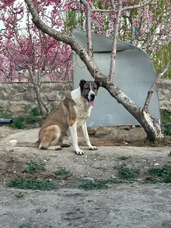 ماده سراب عراقی|سگ|هشتگرد, سعید آباد|دیوار