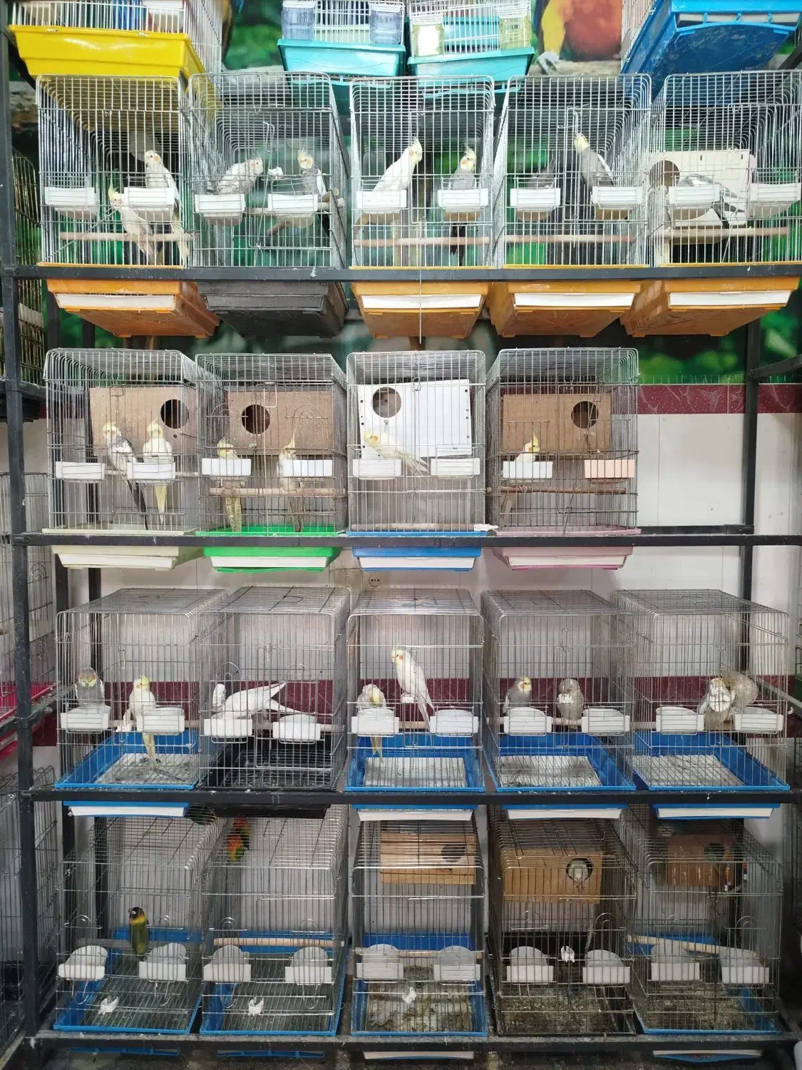 کاسکو راهب ملنگو گرینچیک عروس برزیلی مینا سهره|پرنده|همدان, |دیوار